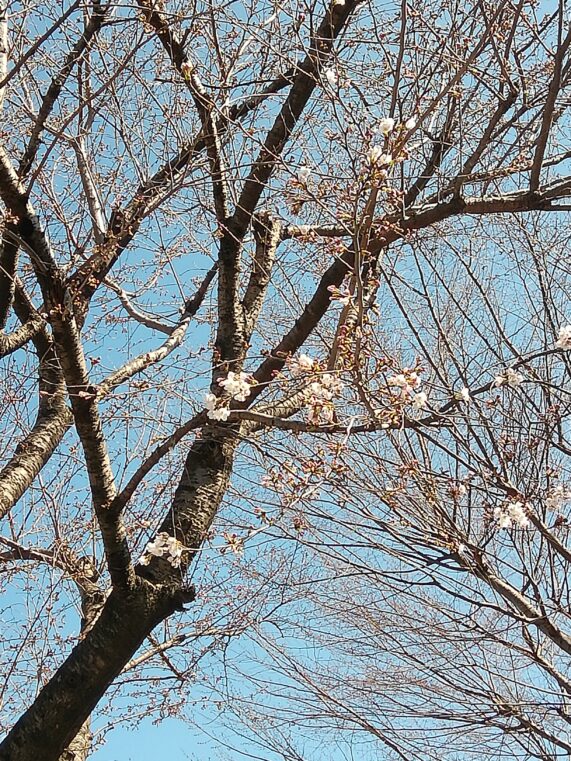 ３月２０日開花しました。